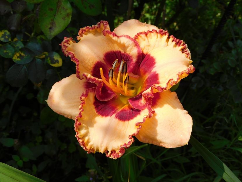  - Hemerocallis 2020