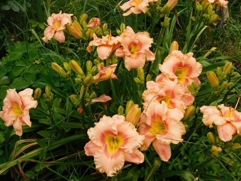 Elegant candy - Hemerocallis 2020
