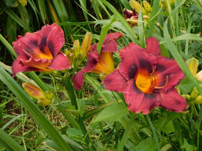 Wianah double purple - Hemerocallis 2020