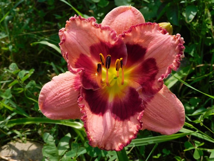  - Hemerocallis 2020