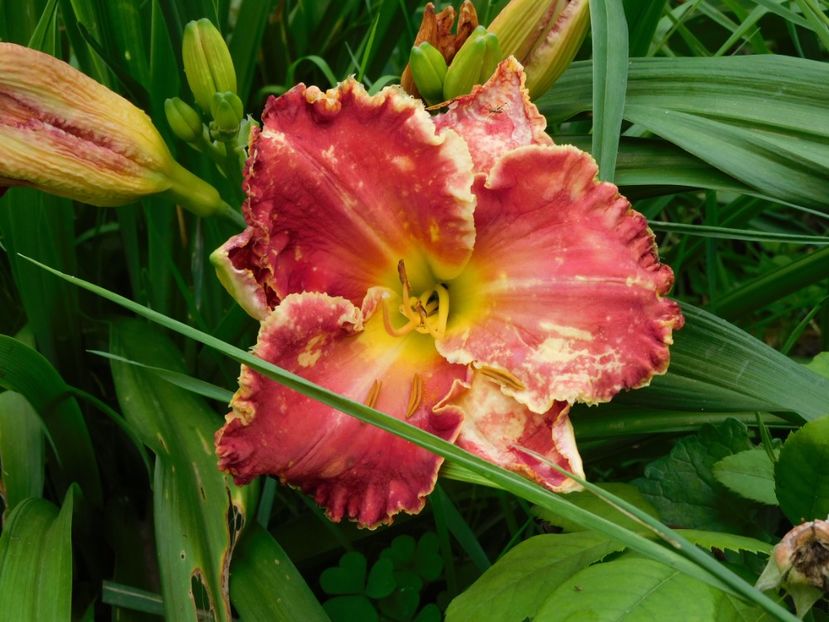  - Hemerocallis 2020