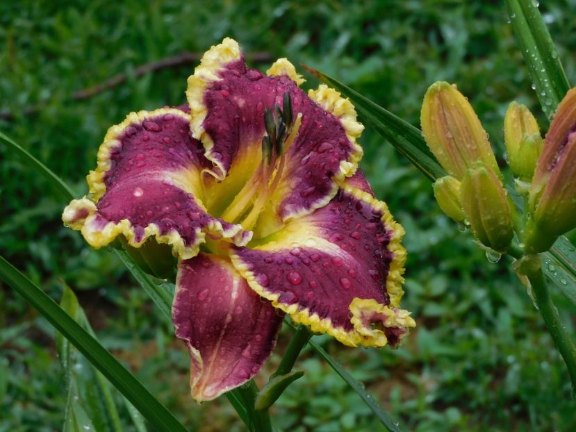  - Hemerocallis 2020