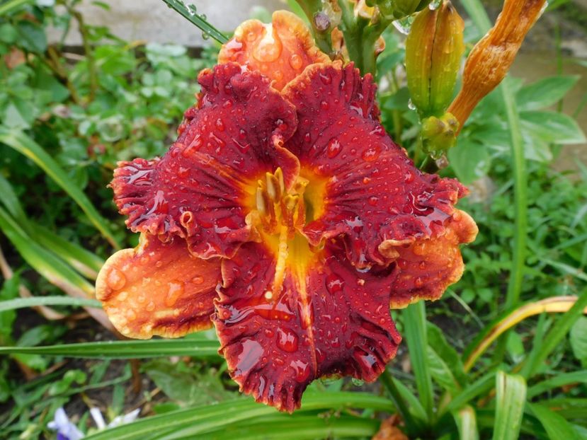 Jazz and Janis - xx Colectie hemerocallis