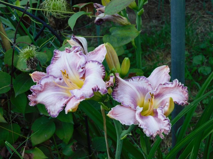  - Hemerocallis 2020