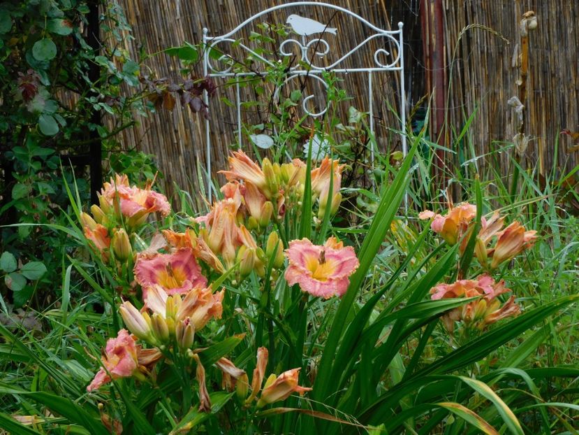  - Hemerocallis 2020