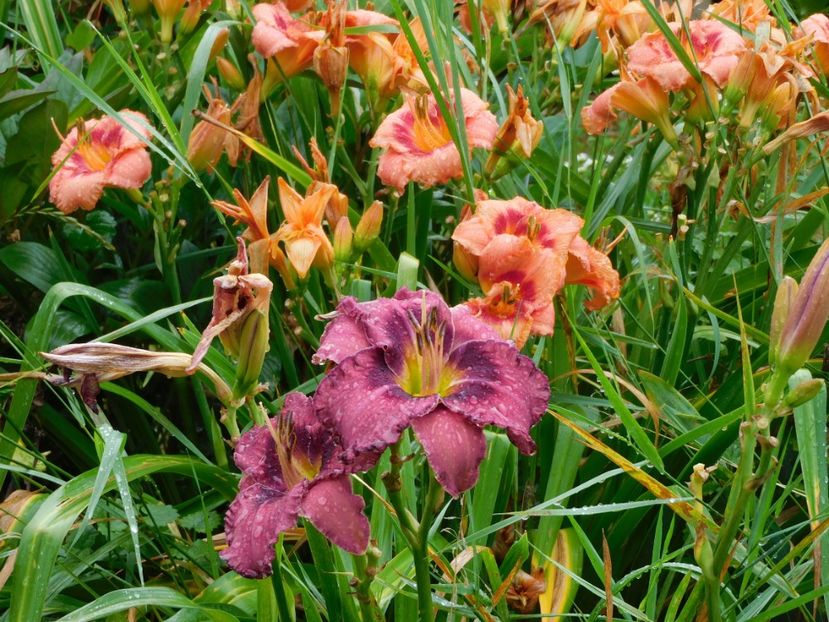  - Hemerocallis 2020