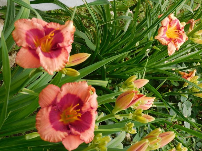  - Hemerocallis 2020