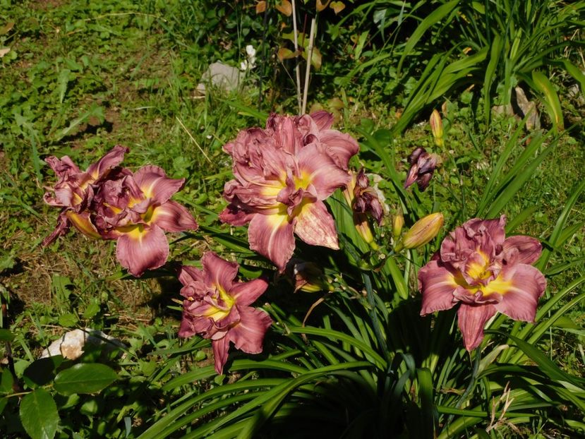  - Hemerocallis 2020