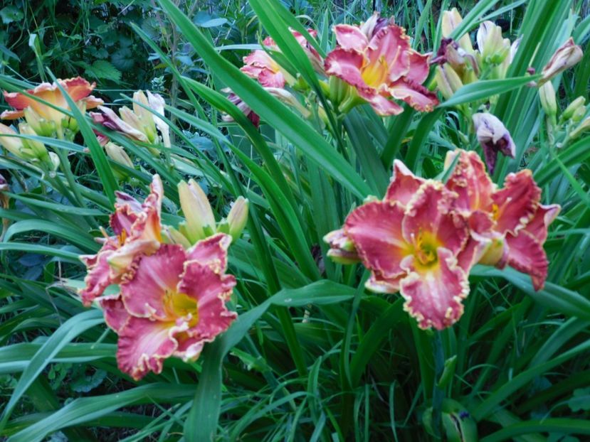  - Hemerocallis 2020