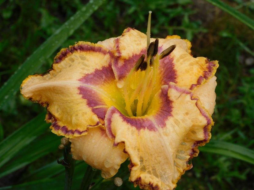  - Hemerocallis 2020