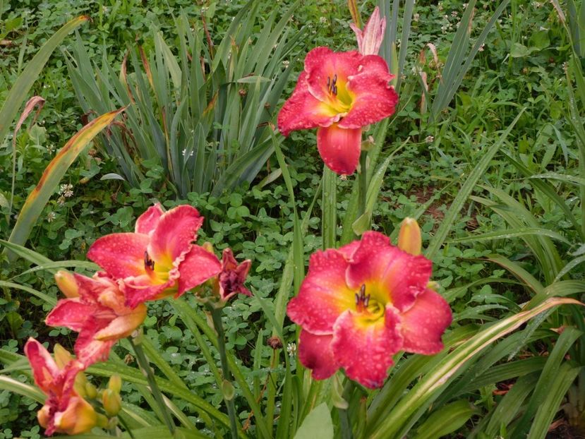  - Hemerocallis 2020