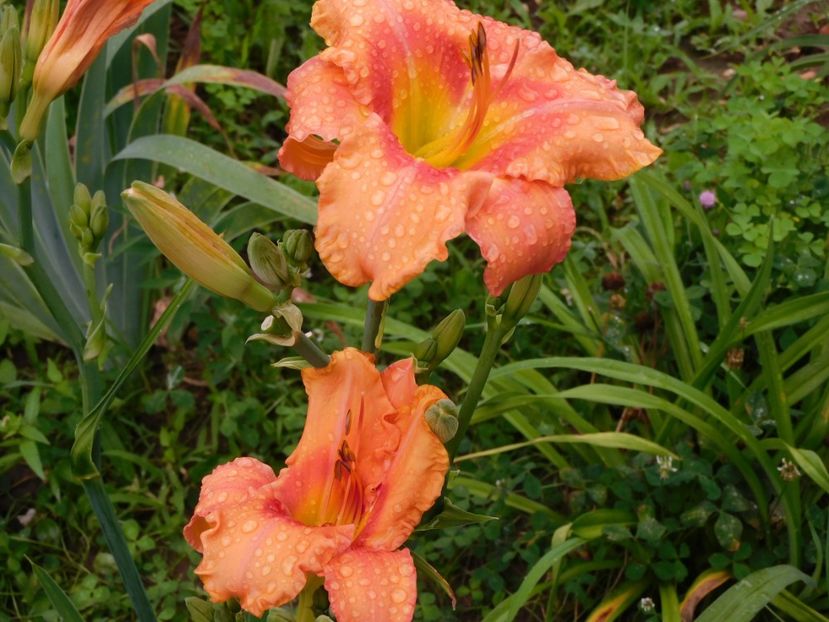  - Hemerocallis 2020