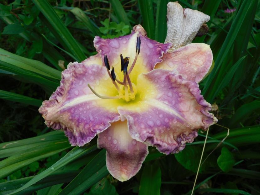  - Hemerocallis 2020