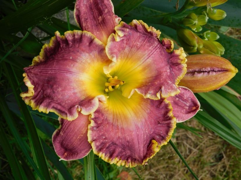 Space coast Cranberry kid - xx Colectie hemerocallis