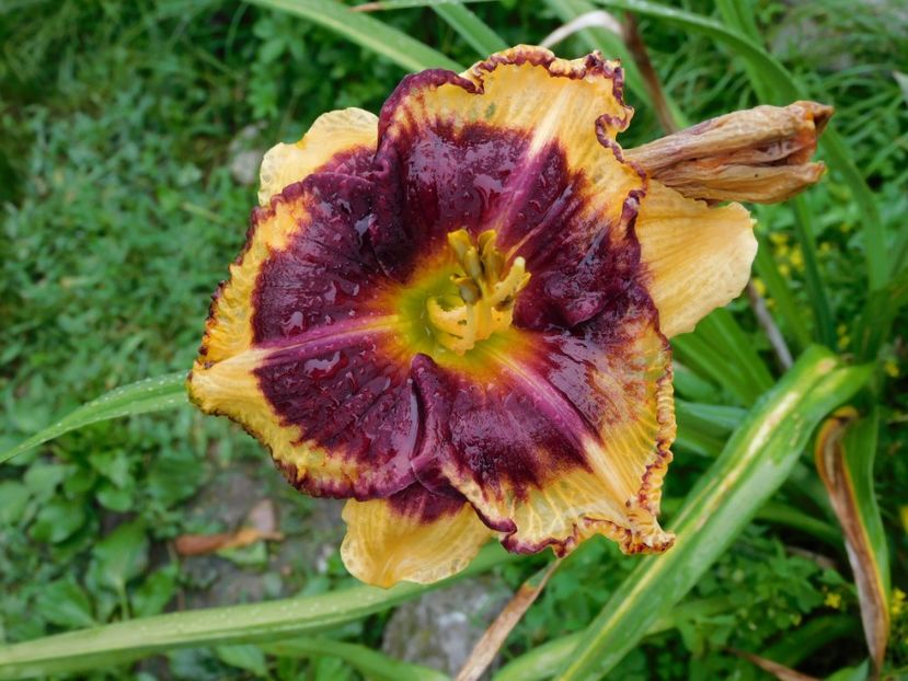  - Hemerocallis 2020