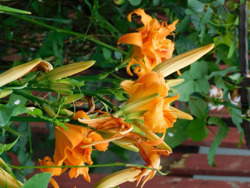  - Hemerocallis 2020