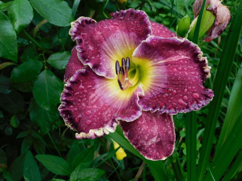  - Hemerocallis 2020