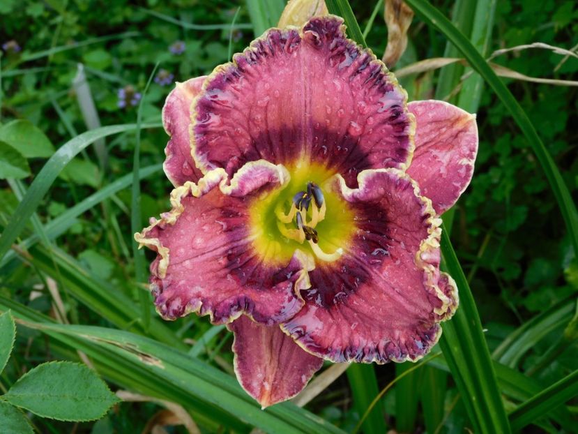  - Hemerocallis 2020