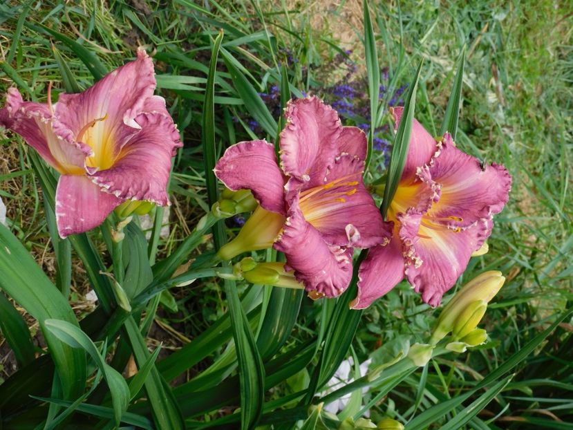  - Hemerocallis 2020