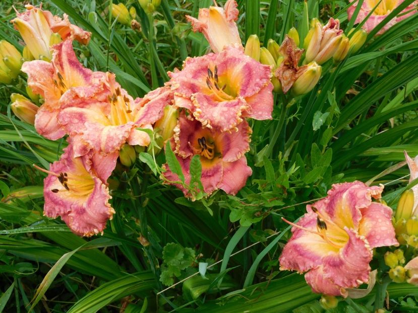  - Hemerocallis 2020