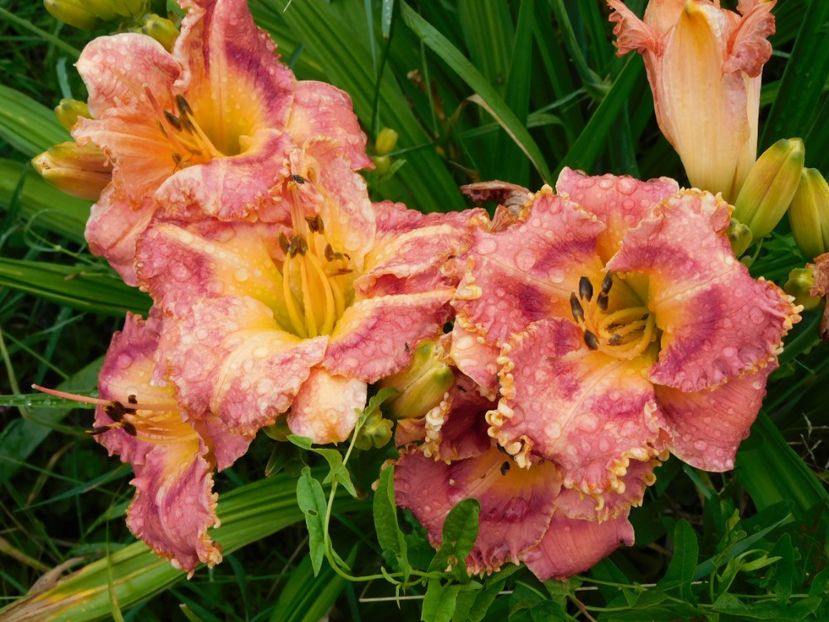  - Hemerocallis 2020