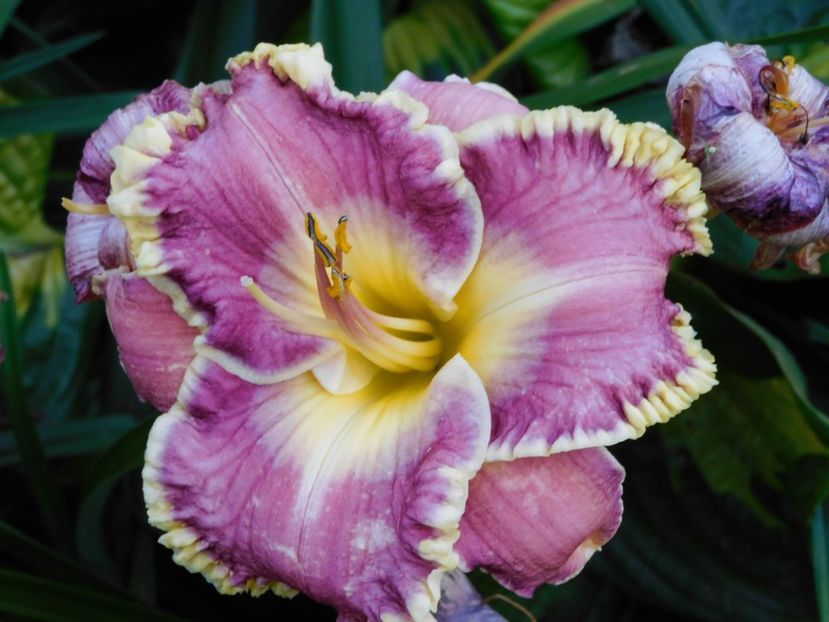  - Hemerocallis 2020