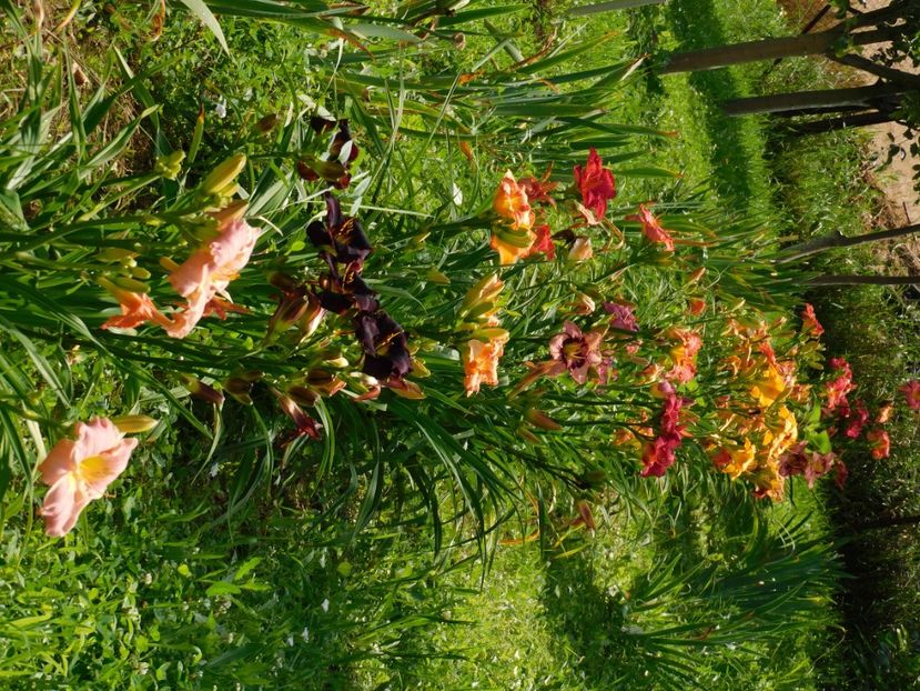  - Hemerocallis 2020