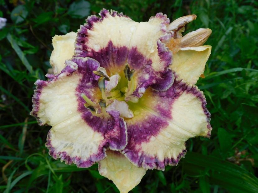  - Hemerocallis 2020