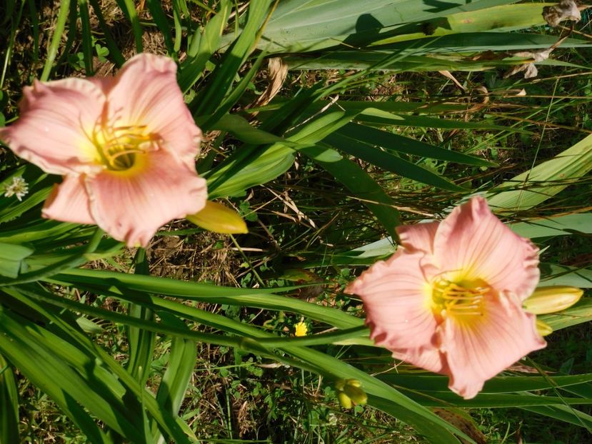  - Hemerocallis 2020