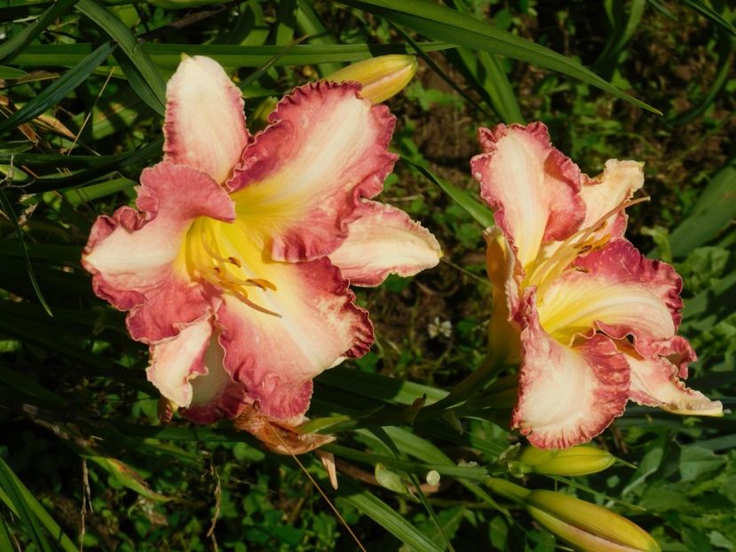  - Hemerocallis 2020