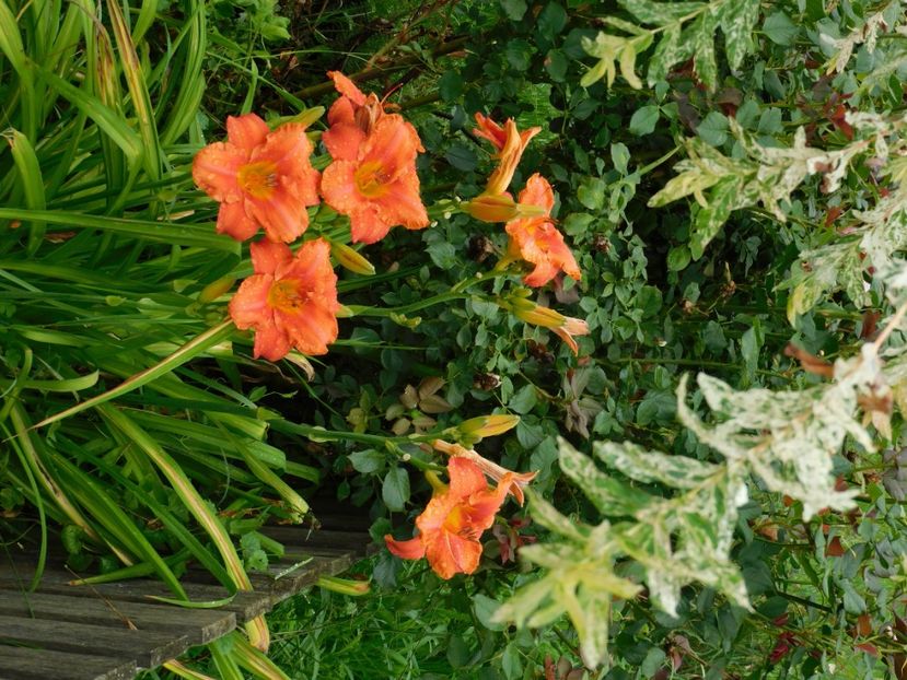  - Hemerocallis 2020