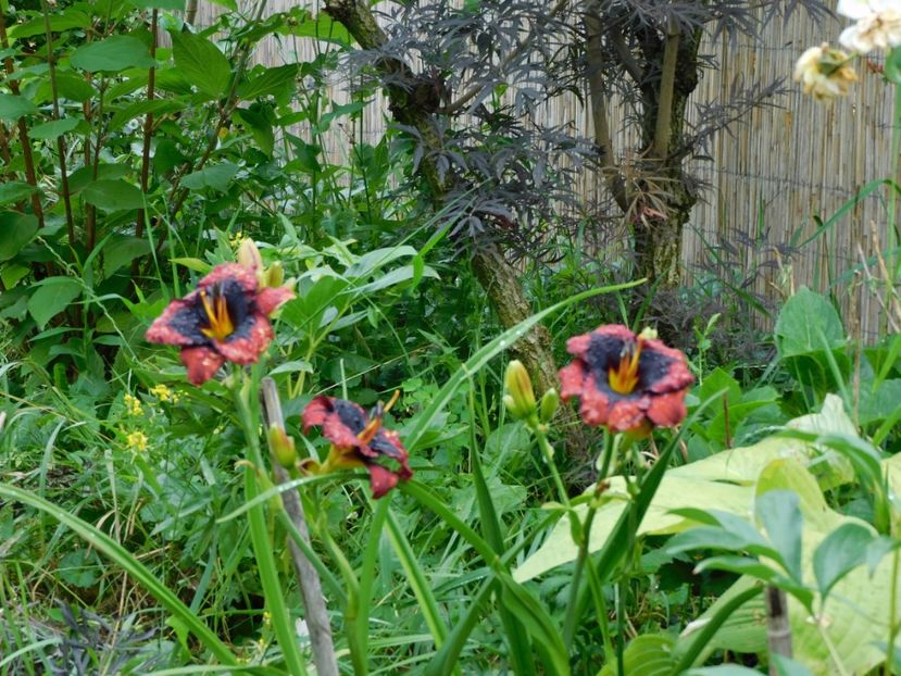  - Hemerocallis 2020