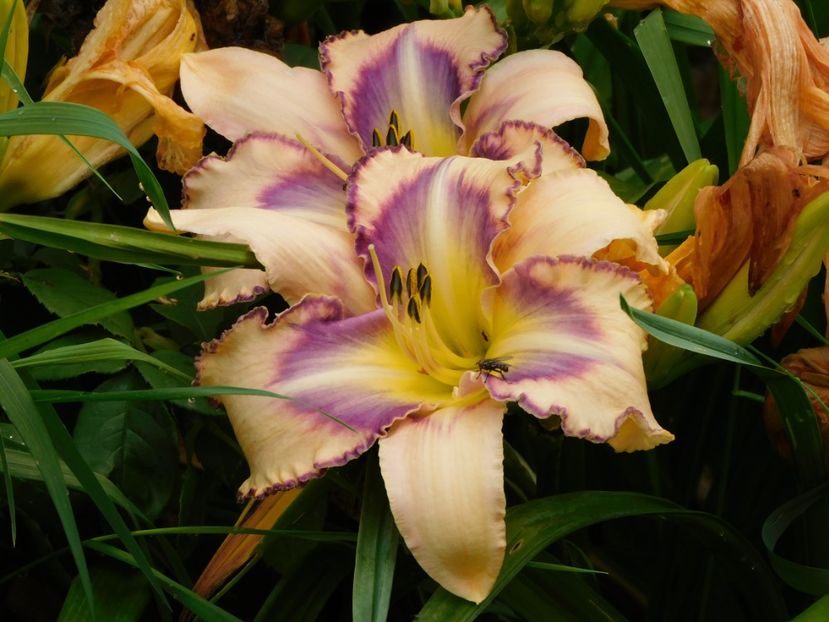  - Hemerocallis 2020