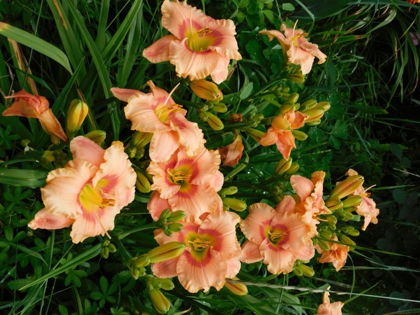  - Hemerocallis 2020
