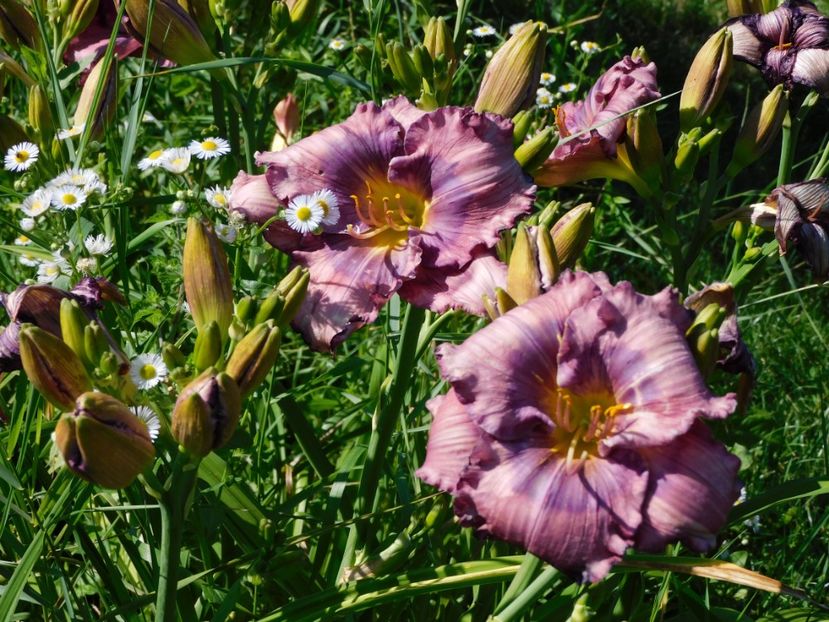  - Hemerocallis 2020
