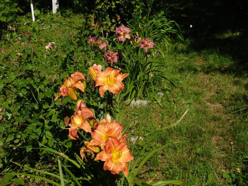 - Hemerocallis 2020