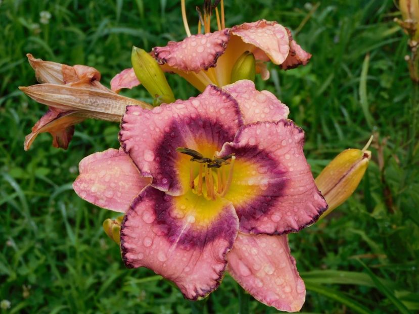  - Hemerocallis 2020