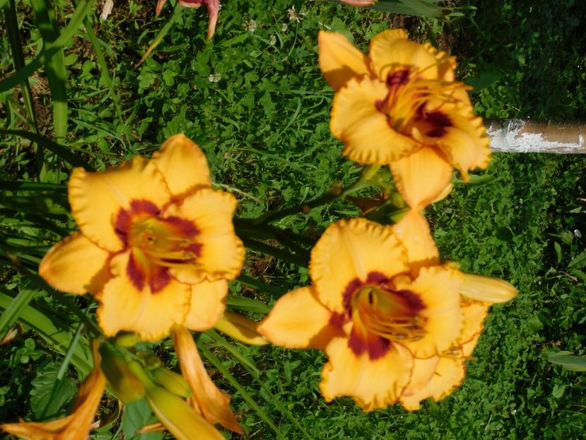  - Hemerocallis 2020