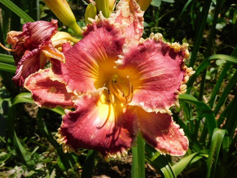  - Hemerocallis 2020