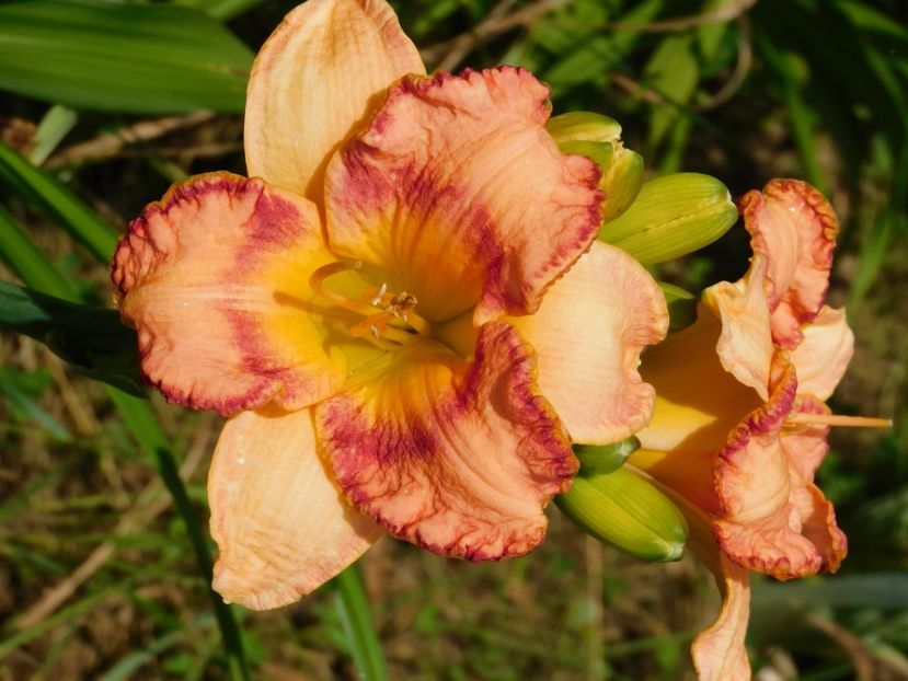  - Hemerocallis 2020