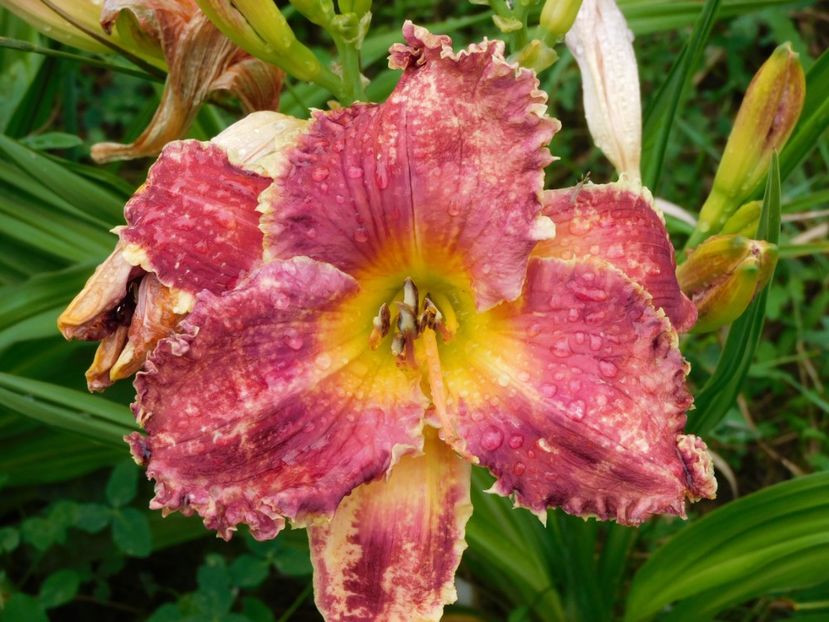  - Hemerocallis 2020