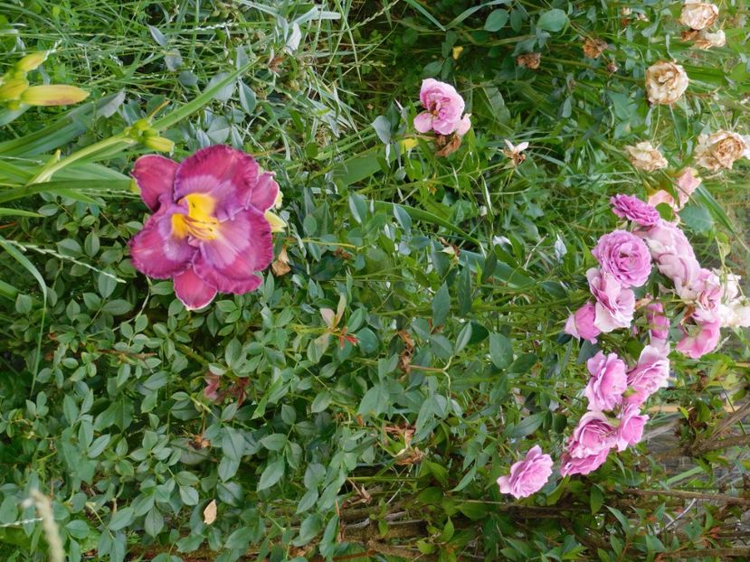  - Hemerocallis 2020