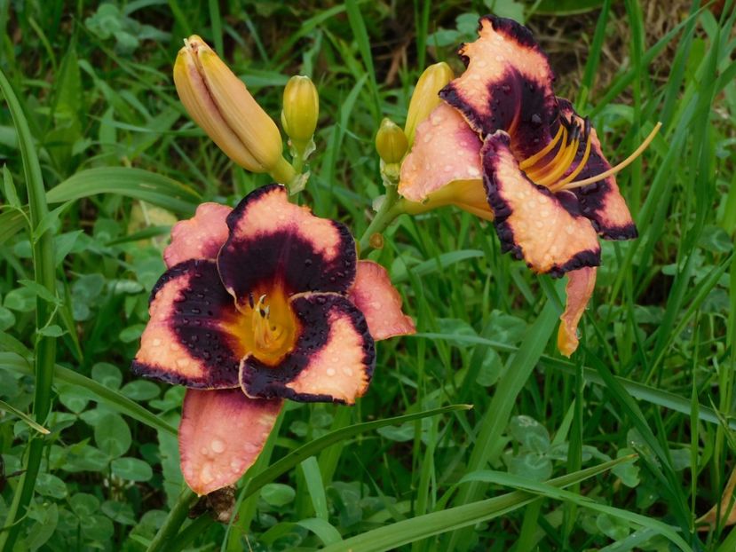  - Hemerocallis 2020