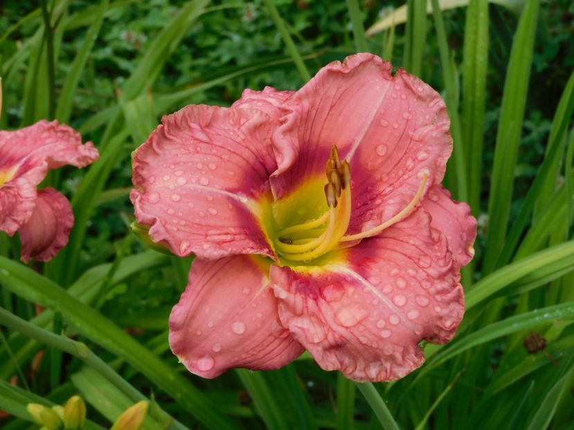  - Hemerocallis 2020