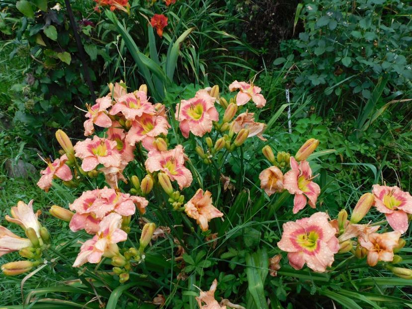  - Hemerocallis 2020