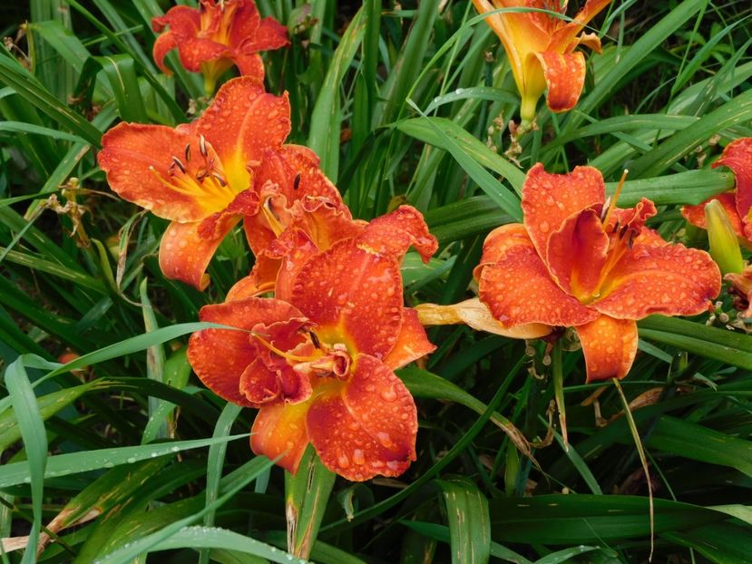  - Hemerocallis 2020