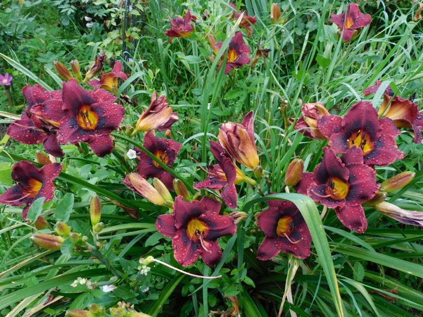  - Hemerocallis 2020