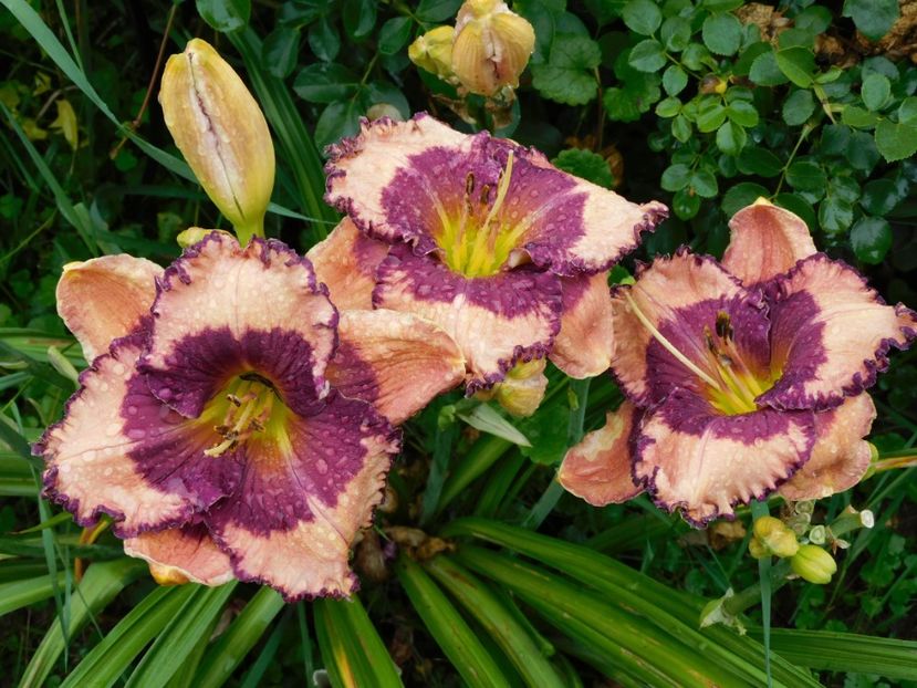 - Hemerocallis 2020