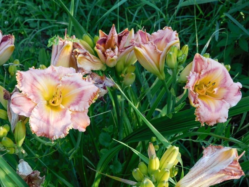  - Hemerocallis 2020