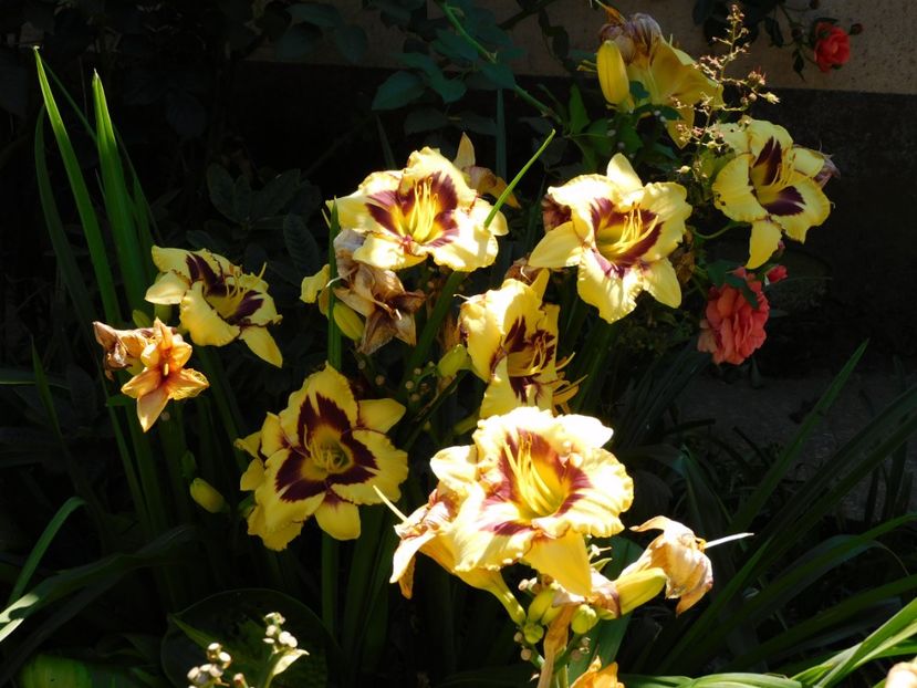  - Hemerocallis 2020